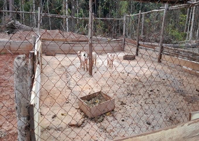 Foto: Penyerahan secara simbolis komoditas ternak babi dan Potret kandang Babi yang diserahkan kepada Kelompok Tani Pangin Hutan Mbian